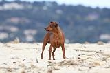 PINSCHER NAIN 017